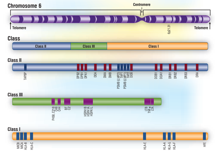 HLADRB1/HLADQA1/HLADQB1 REALTIME PCR Genotyping Kit